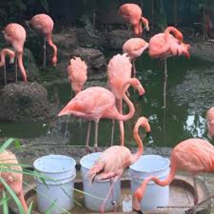Emperor Valley Zoo: Port-of-Spain Trip Packages