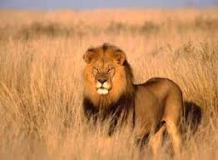 The Awash National Park: Awash Trip Packages