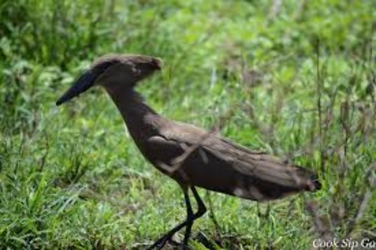 The Awash National Park: Awash Trip Packages