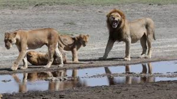 Magical Ngorongoro Tour Package For 5 Days 4 Nights