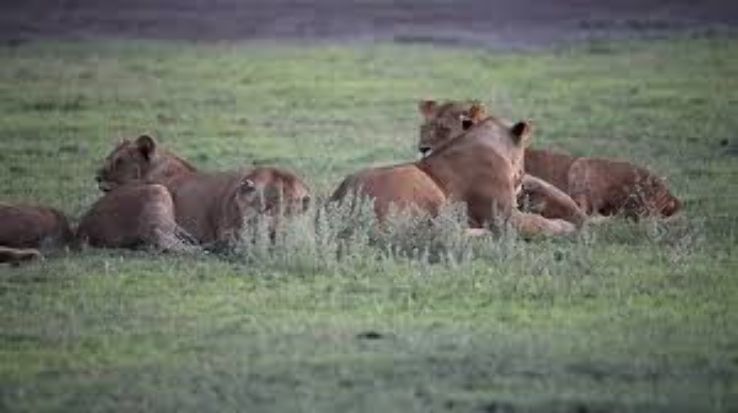 4 Days 3 Nights Arusha To Serengeti National Park Afternoon Game Drives In Serengeti Tour Package