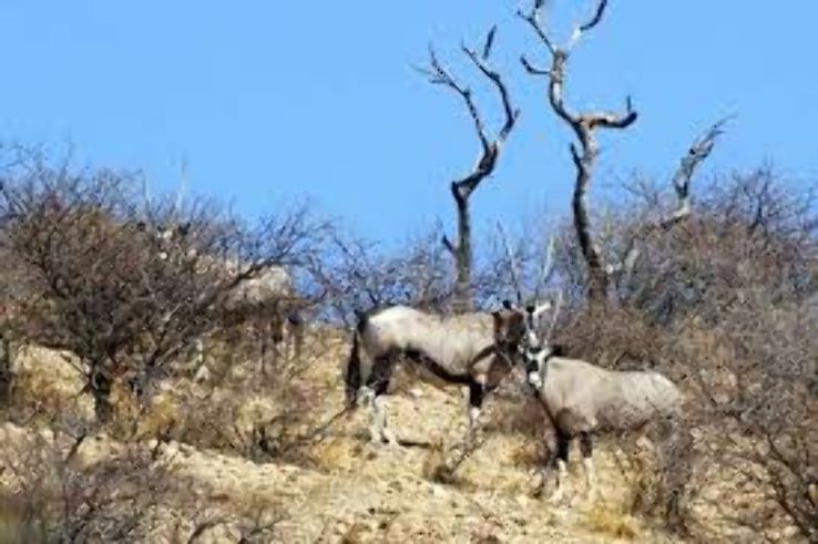 Daan Viljoen Game Reserve: Windhoek Trip Packages