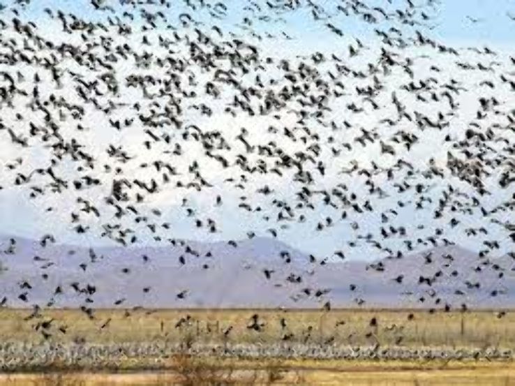 Sandhill Cranes of Willcox, Arizona: A Feast for the Eyes  Trip Packages