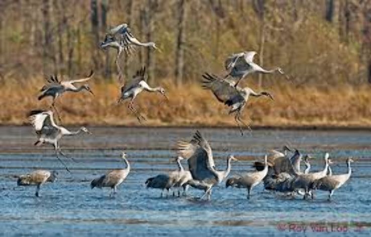 Sandhill Cranes of Willcox, Arizona: A Feast for the Eyes  Trip Packages