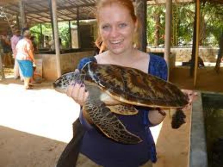 Kosgoda Turtle Hatchery Trip Packages