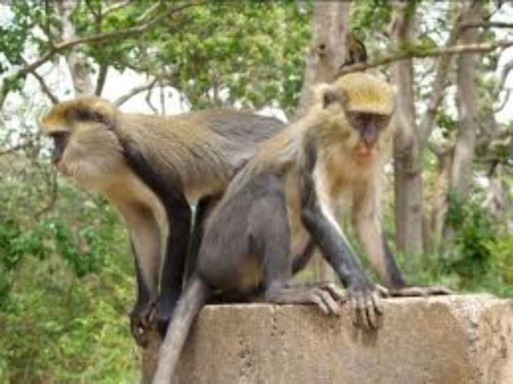 Boabeng Fiema Monkey Sanctuary Trip Packages