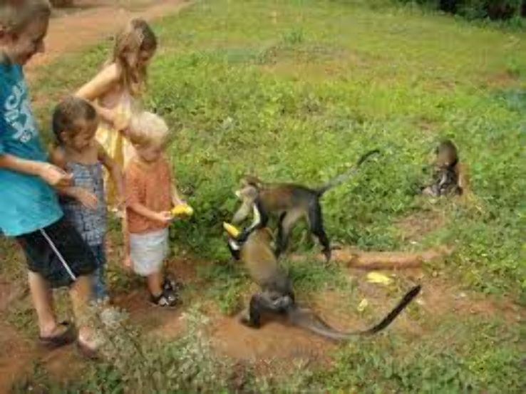Boabeng Fiema Monkey Sanctuary Trip Packages