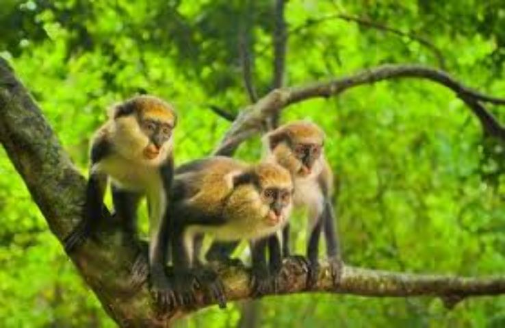 Boabeng Fiema Monkey Sanctuary Trip Packages