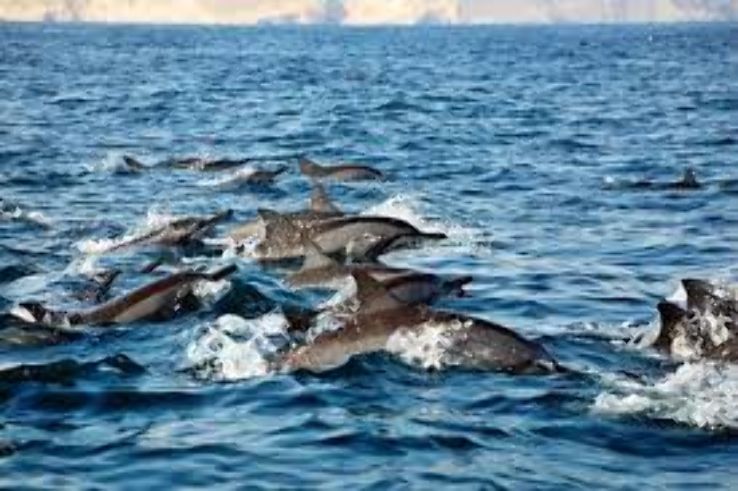 Dolphins And Dhows In Musandam Trip Packages
