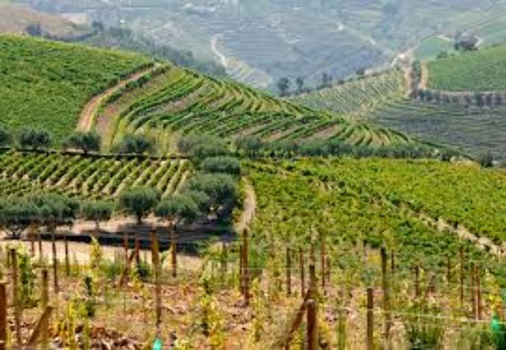 Quinta do Portal Trip Packages