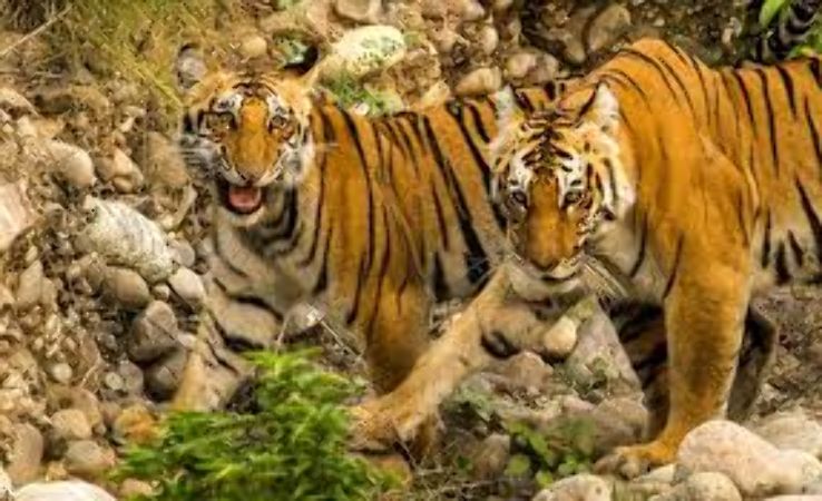 Memorable 3 Days 2 Nights Arrival At Corbett National Park, Corbett To Nainital Local Sightseeing and Back To Home Trip Package
