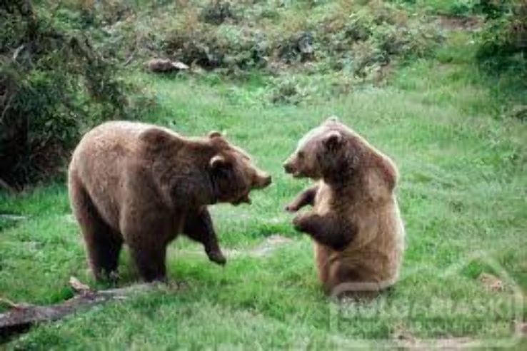 The Dancing Bears Park Trip Packages