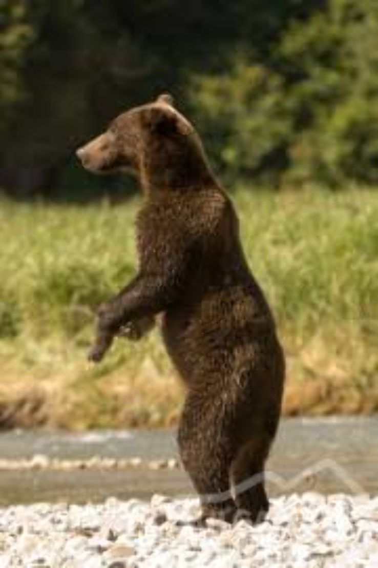 The Dancing Bears Park Trip Packages