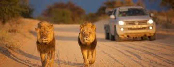 Kgalagadi Transfrontier Park Trip Packages