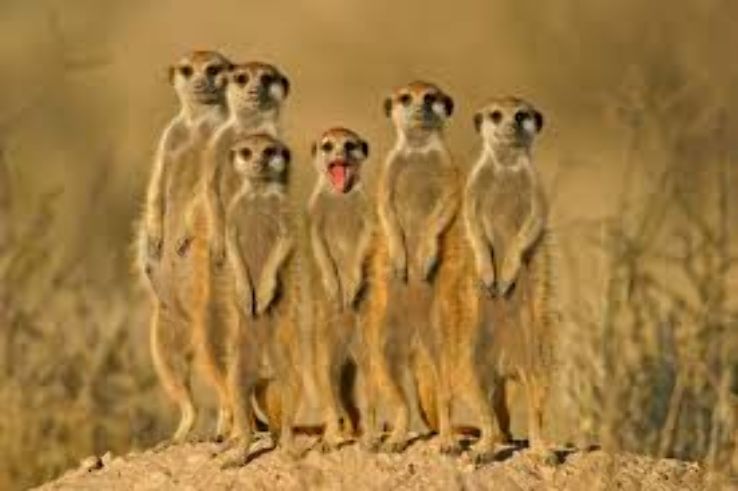 Kgalagadi Transfrontier Park Trip Packages