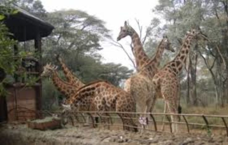 Experience unique adventure in Langata Giraffe Centre Trip Packages