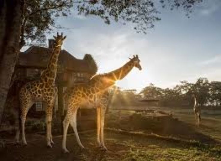 Experience unique adventure in Langata Giraffe Centre Trip Packages