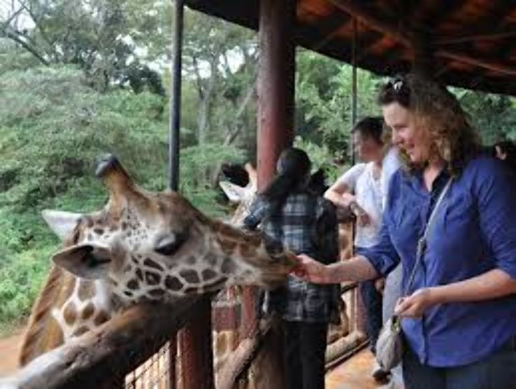 Experience unique adventure in Langata Giraffe Centre Trip Packages