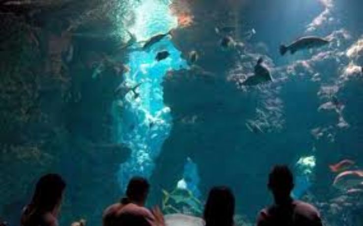 Winsome Oceanographic Museum  Trip Packages