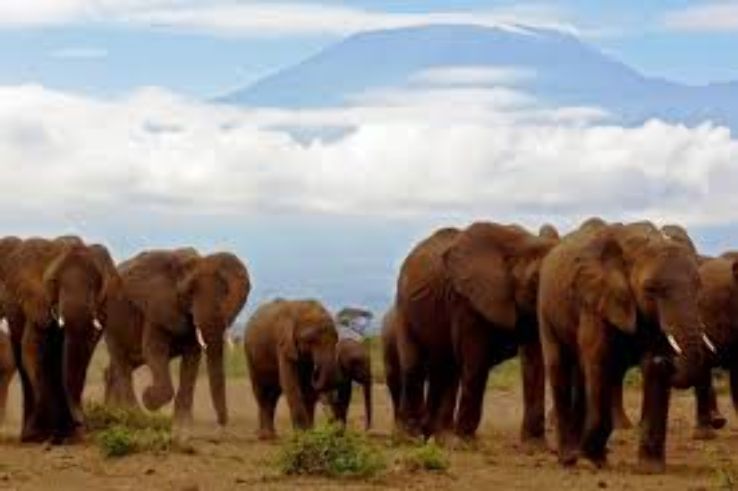 8 Days 7 Nights Tsavo east National Park Vacation Package