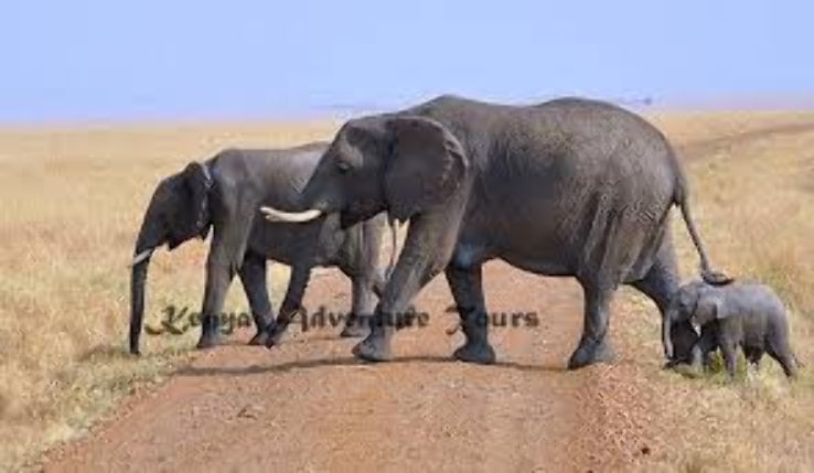 Experience 4 Days 3 Nights Amboseli Holiday Package