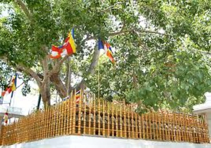 Jaya Sri Maha Bodhi- A Living Legend in Sri Lanka Trip Packages