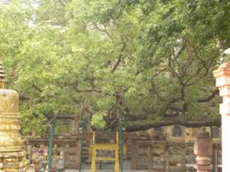 Jaya Sri Maha Bodhi- A Living Legend in Sri Lanka Trip Packages