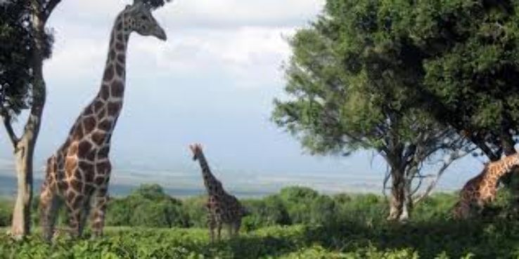 Sustainable Tourism at the Aberdare National Park, Kenya  Trip Packages