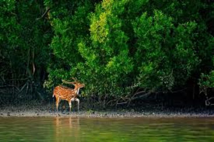Sundarbans Mangrove Forest  Trip Packages