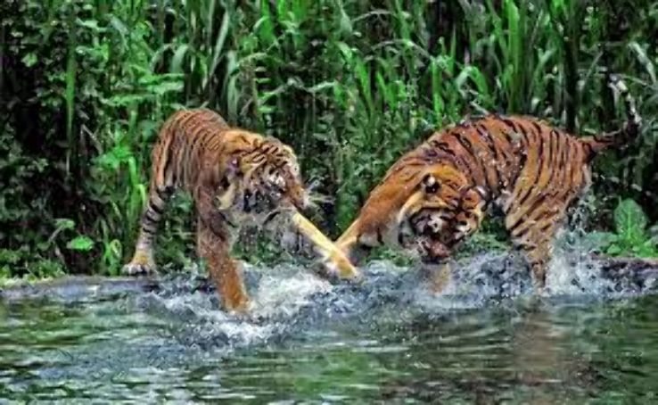 Sundarbans Trip Packages