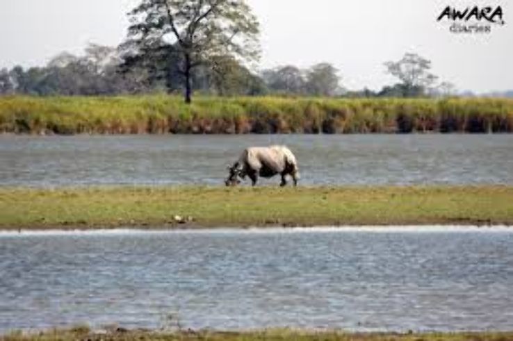 Kaziranga National Park- Your Adventurous Journey Begins  Trip Packages