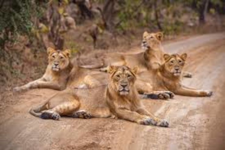 Auroville- A Doorway to the Progressive Universal Harmony  Trip Packages