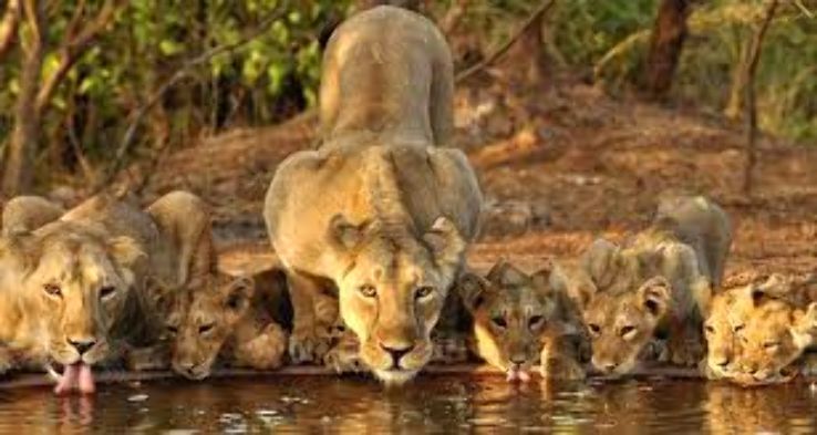 Your Wildlife Tour begins at Gir National Park, Gujarat  Trip Packages