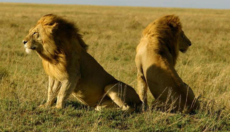 Your Wildlife Tour begins at Gir National Park, Gujarat  Trip Packages