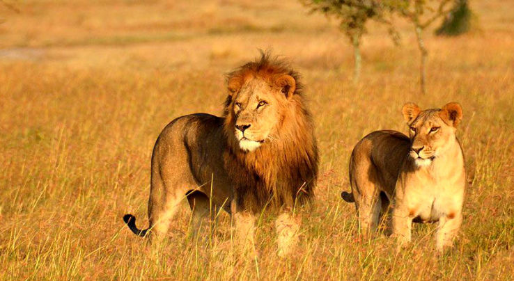 Your Wildlife Tour begins at Gir National Park, Gujarat  Trip Packages