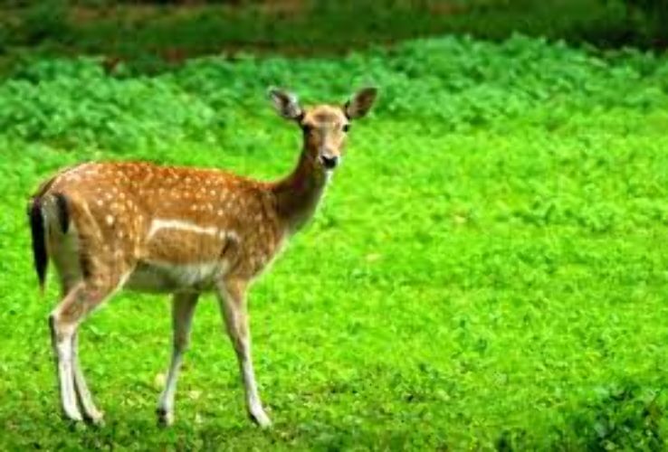 Panna National Park, Madhya Pradesh  Trip Packages