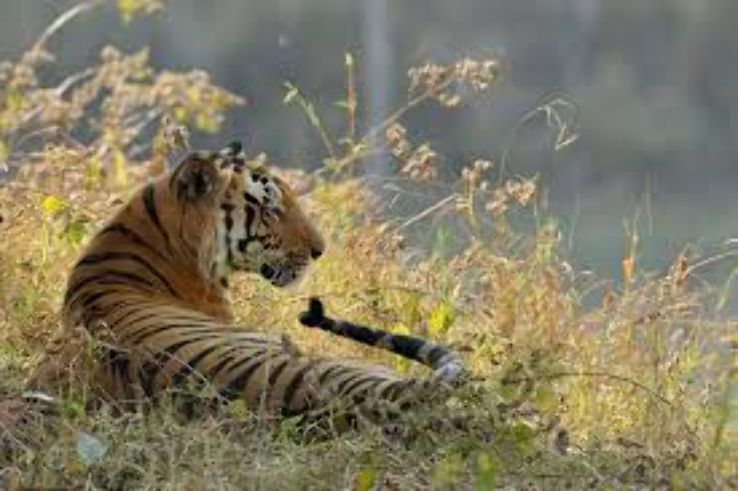 Panna National Park, Madhya Pradesh  Trip Packages