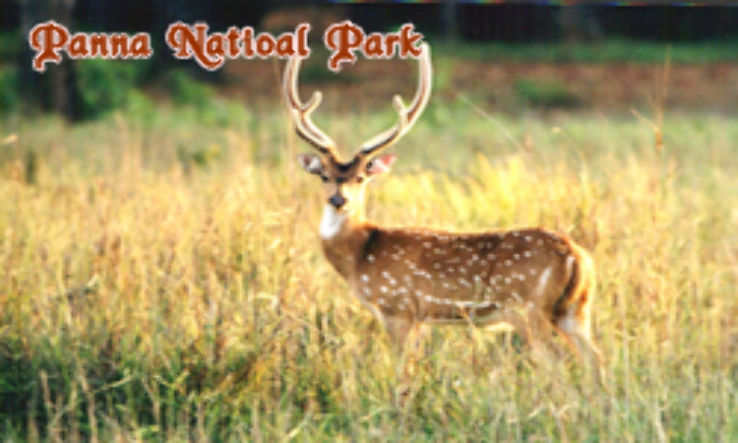 Panna National Park, Madhya Pradesh  Trip Packages