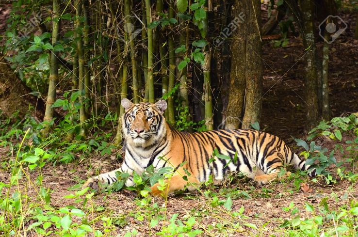 Tadoba National Park - Bringing you a taste of forest & much more  Trip Packages