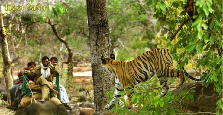 Tadoba National Park - Bringing you a taste of forest & much more  Trip Packages
