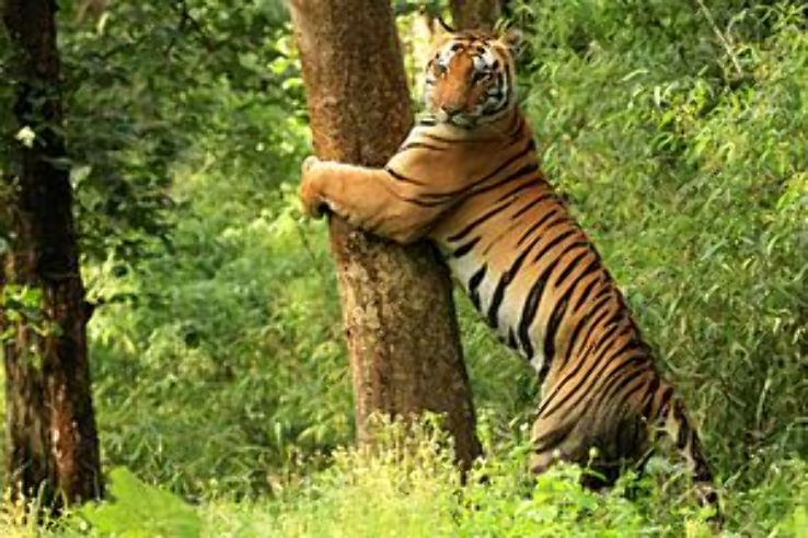 Tadoba National Park - Bringing you a taste of forest & much more  Trip Packages