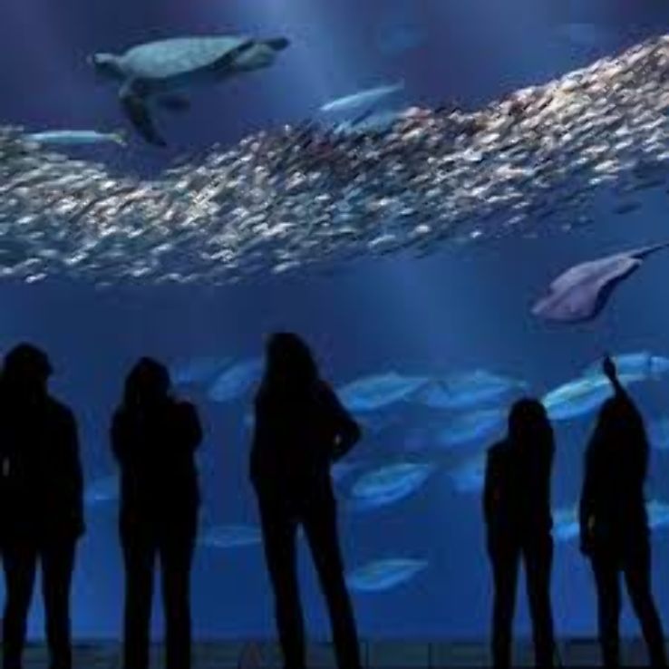 Monterey Bay Aquarium, California - Your window to the wonders of open-ocean animals Trip Packages