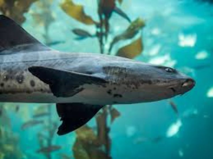 Monterey Bay Aquarium, California - Your window to the wonders of open-ocean animals Trip Packages