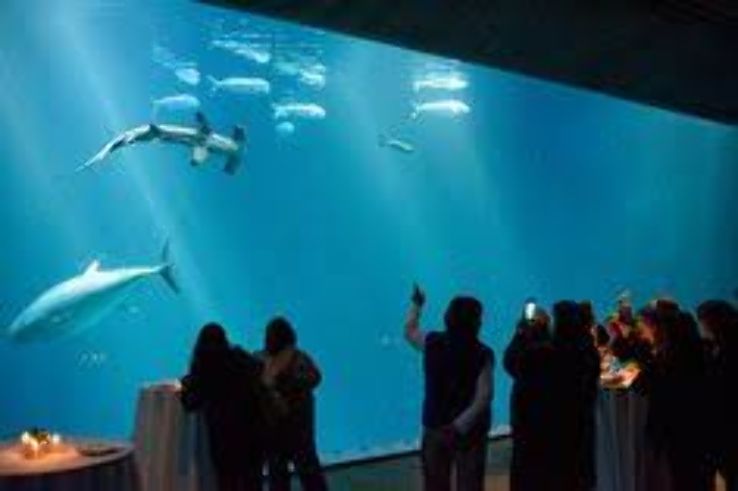 Monterey Bay Aquarium, California - Your window to the wonders of open-ocean animals Trip Packages