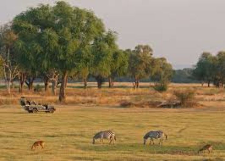 South Luangwa National Park Trip Packages