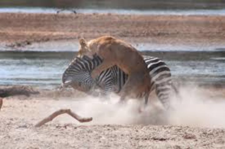 South Luangwa National Park Trip Packages