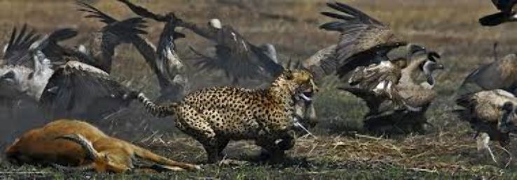 Kafue National Park Trip Packages