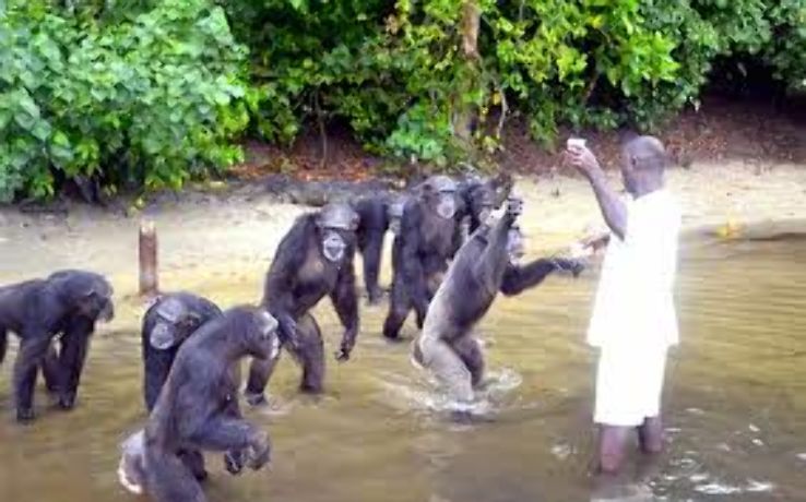 Chimfunshi Wildlife Orphanage Trip Packages