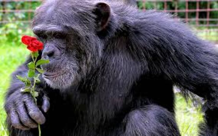 Chimfunshi Wildlife Orphanage Trip Packages