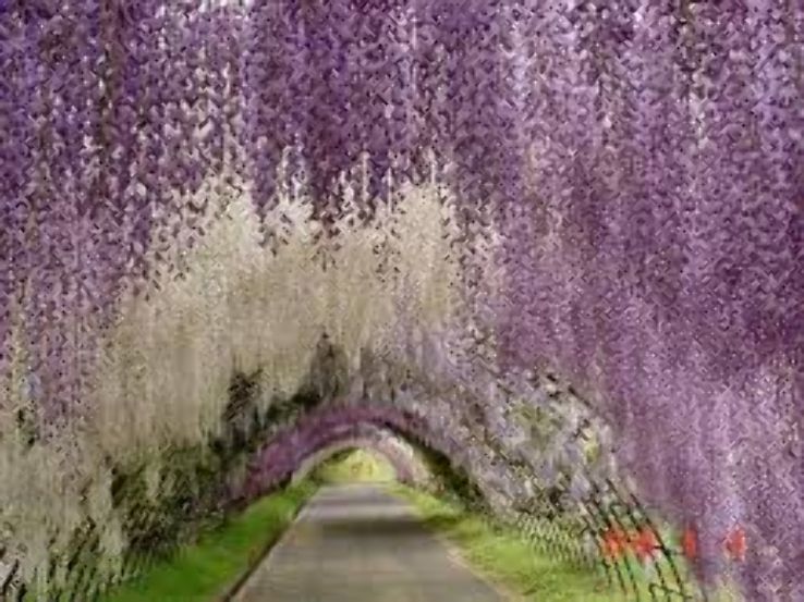 Wisteria Tunnel Trip Packages